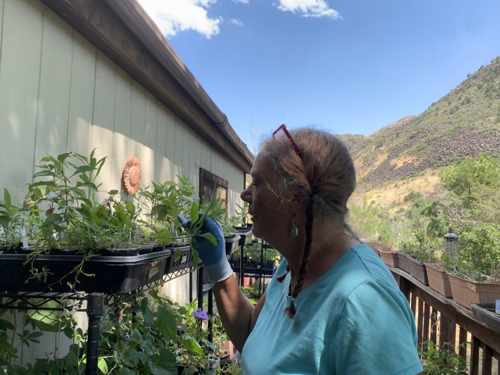 El Jebel local Kim Doyle Wille empowers community through gardening - Vimarsana News